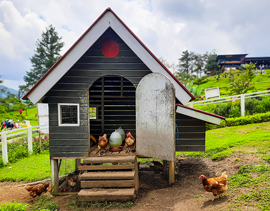 A chicken coop, an example of a structure not allowed on a utility easement
